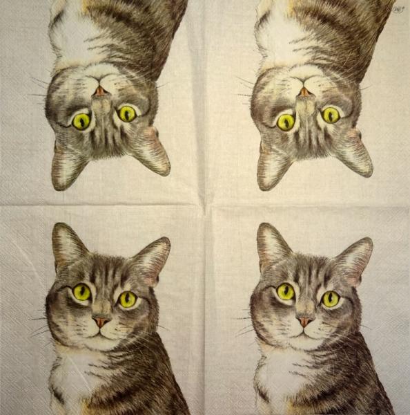 999.106 Katzen - 3-lagig